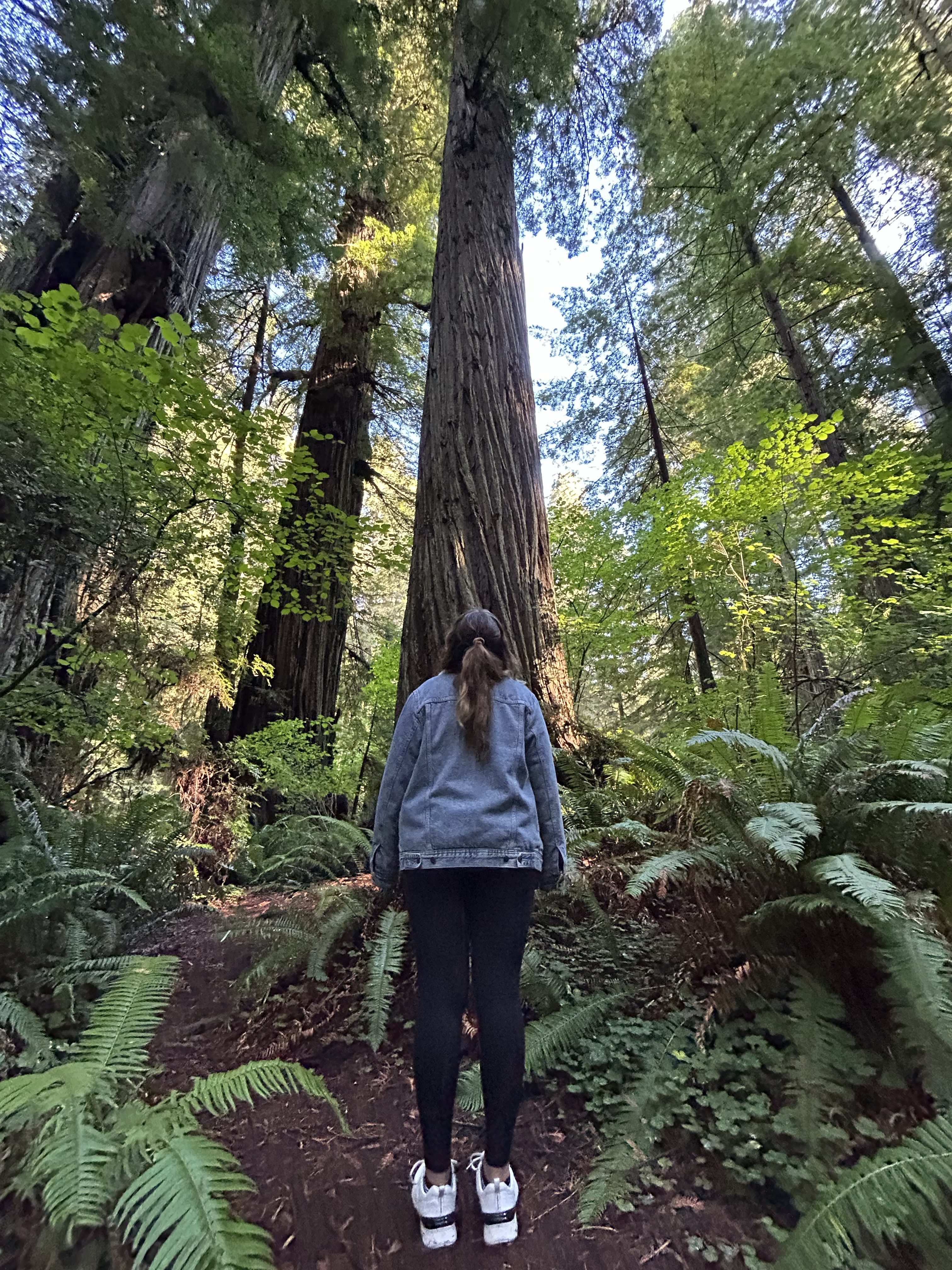 Day Thirteen of our West Coast Road Trip: World’s Tallest Trees in Redwood National Park